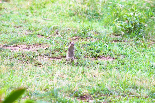 Las Ardillas Son Miembros Familia Sciuridae Una Familia Que Incluye — Foto de Stock