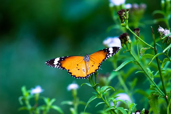 ダナウス クリシプス Danaus Crysippus アフリカの女王 アフリカの君主 Danainae アジア マクロショット 蝶の庭で広く見られる中規模の蝶である — ストック写真