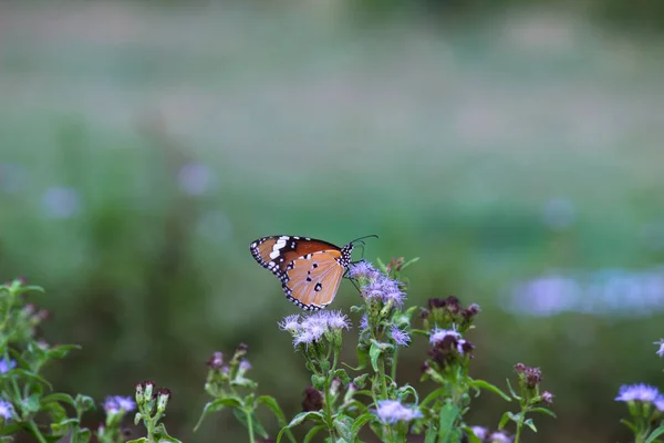 Danaus Chrysippus Известный Простой Тигр Африканская Королева Африканский Монарх Danainae — стоковое фото