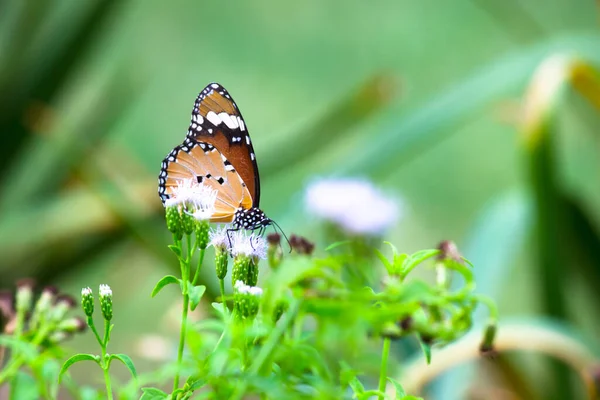 Danaus Chrysippus Également Connu Sous Nom Tigre Plaine Reine Africaine — Photo