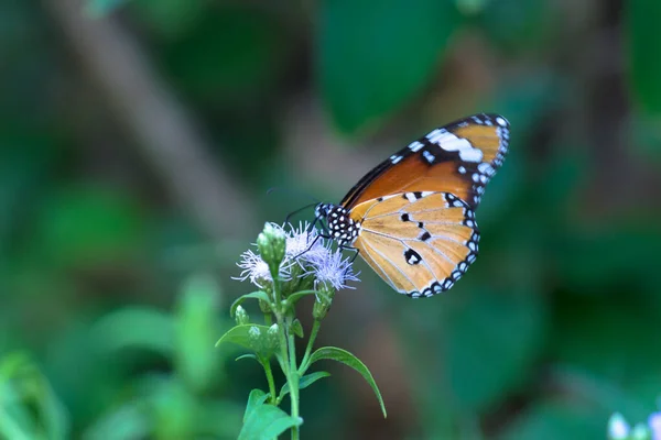 시포스 Danaus Chrysippus 아프리카 호랑이 아프리카 왕나비 Danainae 아시아에 분포하는 — 스톡 사진