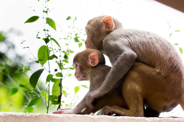 Monyet Rhesus Adalah Primata Coklat Yang Akrab Dengan Wajah Merah — Stok Foto