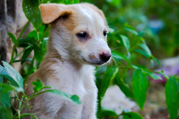 Niedlichen Welpen Hund Sitzt Frontal Und Schaut Die Ferne Isoliert — Stockfoto