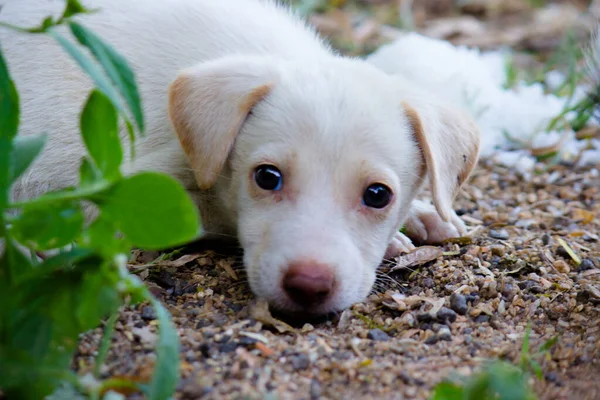 Netter Welpe Hund Durchnässt Vom Wasser Oder Nass Sitzt Frontal — Stockfoto