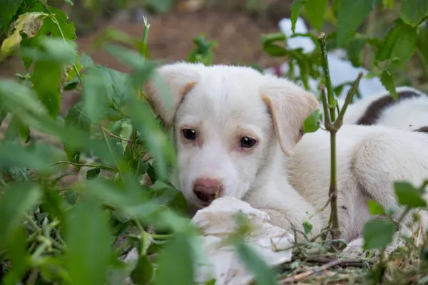 Netter Welpe Hund Durchnässt Vom Wasser Oder Nass Sitzt Frontal — Stockfoto