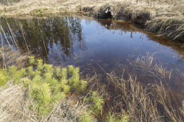 Su birikintisi ve genç çam ağaçları olan bahar manzarası. Güneşli bir gün. Ön planda kuru çimenler ve küçük çam ağaçları var..