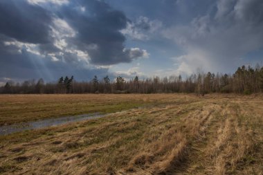 Sahada ilkbahar. Bulutların arasından gün ışığı. Ufukta orman görünüyor. Dramatik bulutlar. Tarlaları ve ağaçları olan manzara.