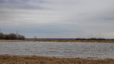Su basmış bir arazinin manzarası. Gri bir bahar gökyüzü olan bulutlu bir günde. Nehir taşıyor. Kuru otlar sudan çıkar..