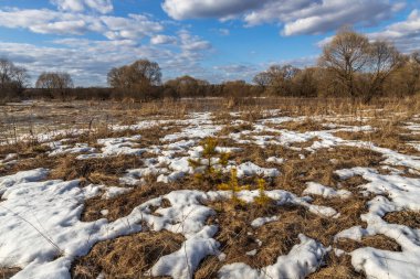 Baharın başında güneşli bir gün. Kuru çimenler karın altından görülebilir. Mavi gökyüzü ve bulutlar.
