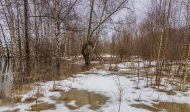 Baharın başında. Nehir taşıyor. Kuru çimenler kar ve suyun altından görülebilir. Huş ağaçları suyun içinde. Nisan, kar eriyor, sel basıyor..
