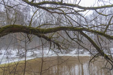 Bir dalda yosun. Suyun üstünde sis var. ön planda bir dal var. Nehrin kıyısındaki ağaçlar ve çalılar.