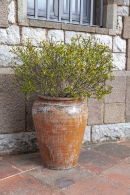 Açık havada seramik bir çömlekte bitki yetiştirmek. Gri duvarın yanında yeşil bitkili kırmızı seramik saksı.