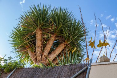 Hasır bir çitin yanındaki palmiye ağacı mavi gökyüzüne karşı.