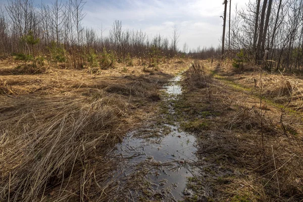 Spring landscape with a puddle on the road in the field in the backlight. trees in the background on a sunny day. Dry grass in the foreground.