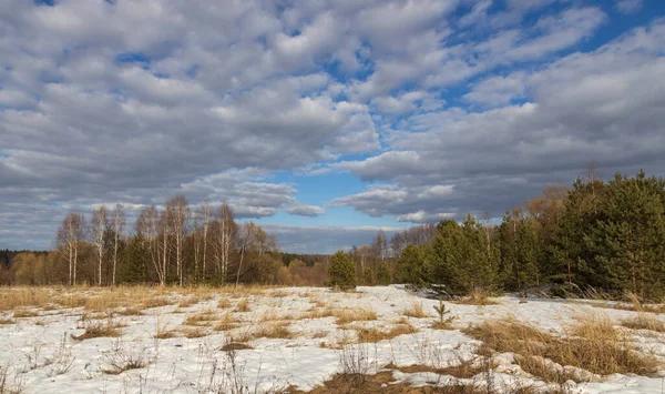 Rumput Kering Terlihat Dari Bawah Salju Awal Musim Semi Hutan — Stok Foto