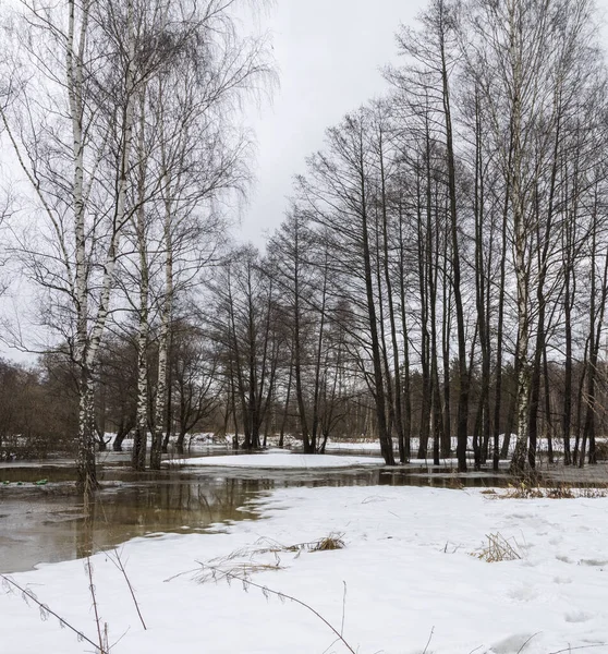 Vorfrühling Der Fluss Ist Überflutet Birken Wasser Schnee Vordergrund April — Stockfoto