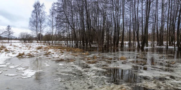 Springtime, river in flood. flooded grass. last year's grass in the water. water ice and snow.