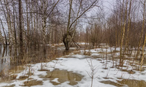 Vorfrühling Der Fluss Tritt Über Die Ufer Trockenes Gras Ist — Stockfoto