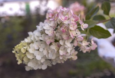 Beyaz ortanca çiçeği, yakın plan. Ortanca Ağaçevi