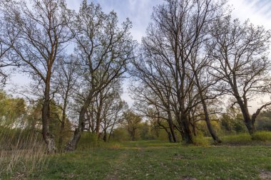 Resimli bir bahar akşamı manzarası. Güneş ışınları genç yeşillikleri aydınlatır. Bir meşe koruluğunda ilkbaharın başlarında.