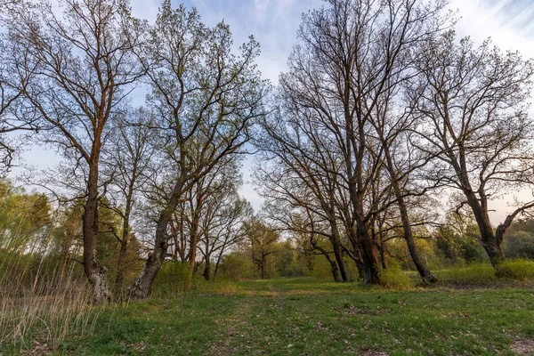Resimli bir bahar akşamı manzarası. Güneş ışınları genç yeşillikleri aydınlatır. Bir meşe koruluğunda ilkbaharın başlarında.
