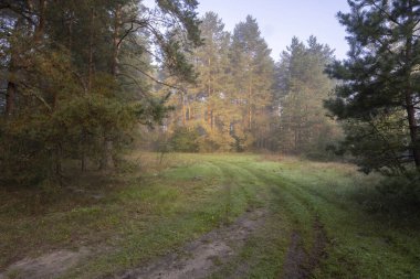 Çam ormanında bir yaz sabahı, sisli bir sabahta ormanda yol. Ağaçlar doğan güneşin ışınlarıyla aydınlatılır. Resimli manzara..