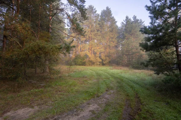 Zomer Ochtend Een Dennenbos Weg Door Het Bos Een Mistige — Stockfoto