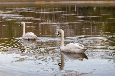 İki beyaz kuğu nehirde yüzüyor.