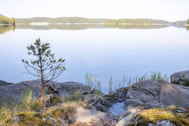 Göle bakan yaz manzarası. Gölde güneşli bir sabah. Rezervuarı olan resim gibi bir manzara..
