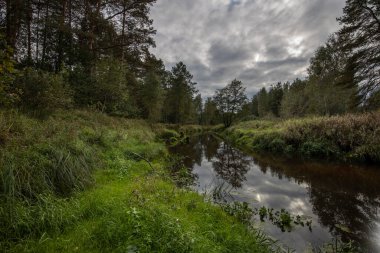 Ön planda parlak yeşil çimenler bir nehir manzarasında. Bulutlu gökyüzü, eski çam ormanı ve nehri olan yaz manzarası. Bir sürü sulu yeşillik.