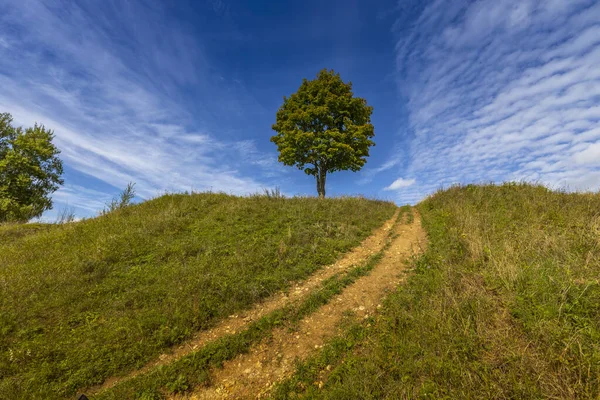 A tree on top of a hill against a blue sky with clouds. The road to the top of the hill. Lonely tree against the sky. Bright greens.