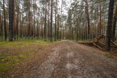 Tepenin üzerinde günbatımının canlı renkleri. Akşamları renkli manzara, tepeli bir tarlanın üzerinde altın bulutlarla muhteşem mavi gökyüzü..
