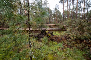 Fırtınadan sonra sonbahar ormanı. Ormanda devrilmiş ağaçlar.