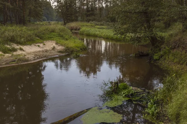 Маленька Річка Протікає Через Мальовничий Ліс Яскраво Зелена Трава Березі — стокове фото