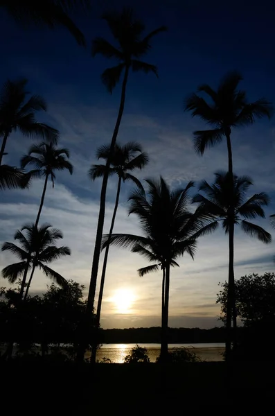 Silueta Kokosové Palmy Barvou Západu Slunce Soumraku Západ Slunce Nebo — Stock fotografie