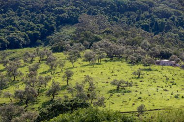 Sao Paulo State, Brezilya 'nın kırsal kesiminde.