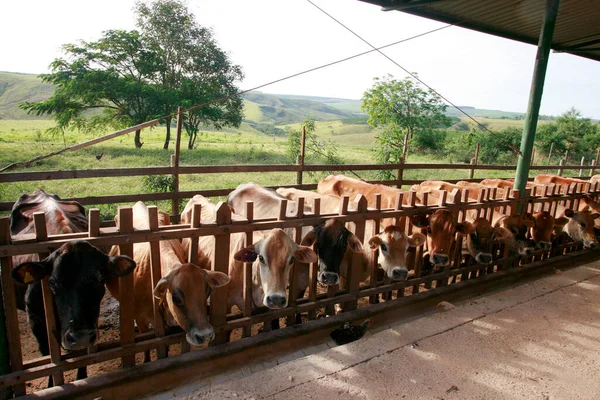 Cows Stable Milk Production Countryside Brazil — Stock Photo, Image