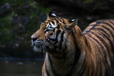 Sibirya kaplanı (Panthera tigris tigris tigris) ayrıca Amur kaplanı (Panthera tigris altaica) olarak da bilinir.