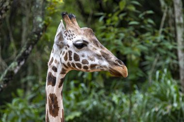 Bir zürafanın önünde.