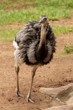 Güzel Ema veya Büyük Rhea (Rhea americana). Büyük kuş, Güney Amerika 'nın doğusunda bulunan uçamayan bir kuş türüdür. Daha büyük rhea için diğer isimler gri, yaygın veya Amerikan rhea, nandu Guarani veya ema 'dır. 