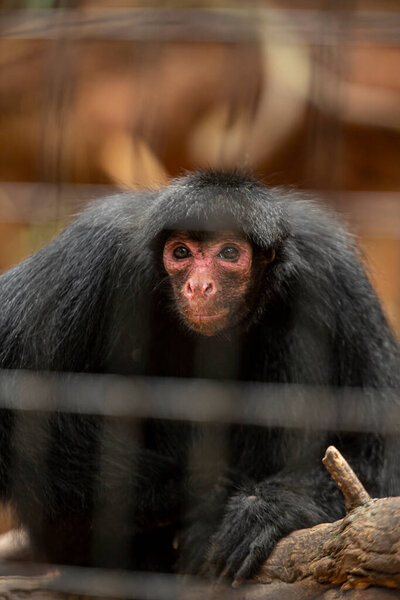Краснолицый паук-обезьяна (Ateles paniscus) является приматом амазниамов семейства Atelidae, наиболее известного вида рода Ateles. Пленённые животные.