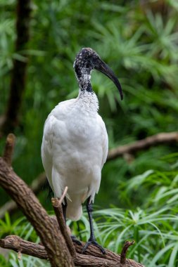 Siyah başlı aynak (Threskiornis melanocephalus), aynı zamanda doğulu beyaz aynak, Hint beyaz ayısı ve ağaç kirişinin üzerinde dinlenen siyah boyunlu aynak.
