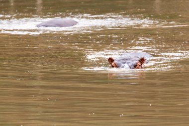 Suda başı suyun üstünde yüzen su aygırları doğrudan sana bakıyor.