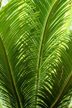 Yeşil palmiye yaprağı deseni soyut arka plan. Tropik yaz konsepti. 