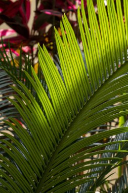 Yeşil palmiye yaprağı deseni soyut arka plan. Tropik yaz konsepti. 