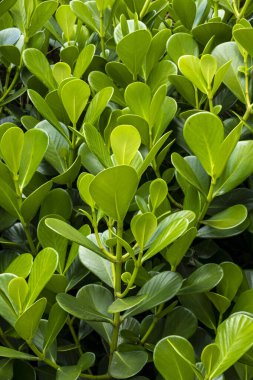 Japon boxwood çalısı - Buxus microphylla