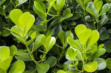 Japon boxwood çalısı - Buxus microphylla
