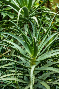Aloe vera bitkisini kapatın. Aloe Vera cilt bakımı ve saç bakımı için çok kullanışlı bir bitkisel ilaçtır..
