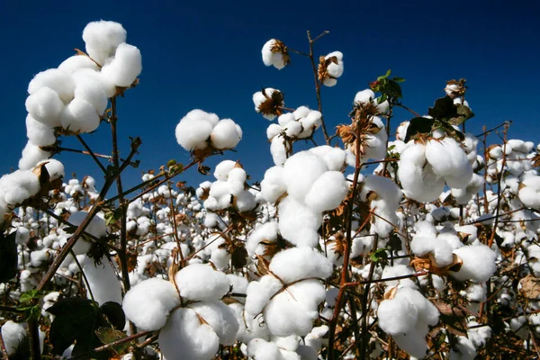 Campi Cotone Pronti Essere Raccolti Contrasto Con Cielo Azzurro Nello — Foto Stock