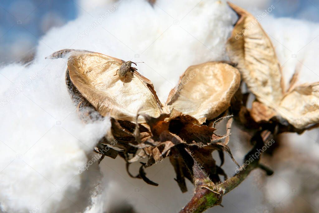 Cotton boll weevil: Anthonomus grandis, main cotton pest on cotton fields ready to be harvested in contrast to blue sky in the state of Mato Grosso do Sul, Brazil